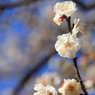 梅の花（八重冬至）