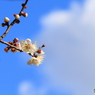 梅の花（芳流閣_1）