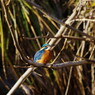 野鳥を探して　カワセミ