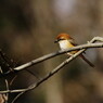 野鳥を探して　モズ