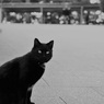 黒猫