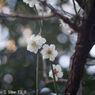 Retina-Xenon C 50mm F2.0