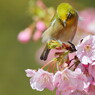 春風に吹かれて候
