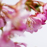春を探して　河津桜　Ⅱ
