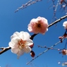 枝垂れ梅1