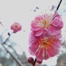 紅梅2