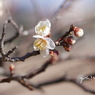 梅花８：望流（写真句）