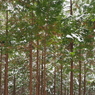 P2123499