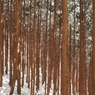 P2123508