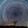 枯れ木に星を回しましょう。