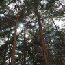 P2123655