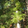 P2123668