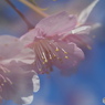 如月桜