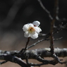 梅花９：龍の背に乗る