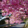 津久見の河津桜