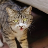 ニャーオ