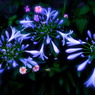 花花火