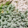 高山植物5