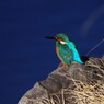 野鳥を探して　カワセミ