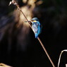野鳥を探して　カワセミ Ⅱ
