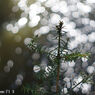 Canon SE 45mm F1.9
