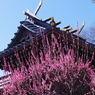 梅_白山神社(文京区)