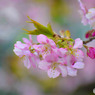 桜(7)