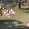 河津桜_代々木公園_08
