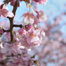 河津桜_代々木公園_10