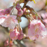 河津桜_代々木公園_11