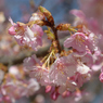 河津桜_代々木公園_14