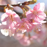河津桜_代々木公園_15