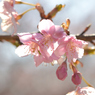 河津桜_代々木公園_16