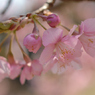 河津桜_代々木公園_18