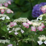 DSC08019