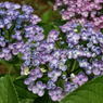 DSC07906