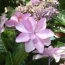 R1123173