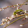 野鳥を探して　メジロ　Ⅱ