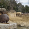 頭隠して。。カバとクロサイ