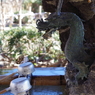 手水舎_龍_白山神社(文京区)