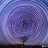 枯れ木に星を・・・Ⅱ
