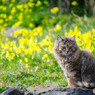 お花畑のししまる君