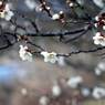 梅花12：梅日和（写真句）