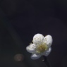 白一輪
