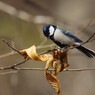 野鳥を探して　シジュウカラ