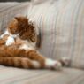 今日は[ねこの日」ということで...（＝ΦωΦ＝）