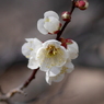 梅花14：淡い想い（写真句）