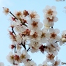 白梅6