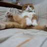 今日は「ねこの日」ということで...その２（＝ΦωΦ＝）