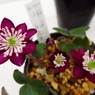 雪割草1
